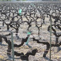 vignes-medoc-gironde-0002