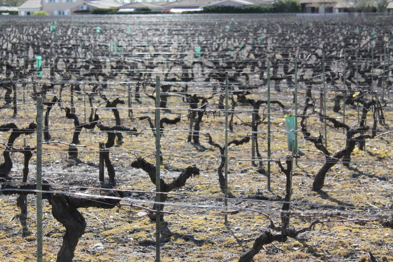 vignes-medoc-gironde-0003