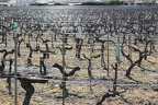 vignes-medoc-gironde-0003