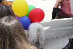 gay-pride-bordeaux-2014-10