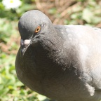 Pigeon