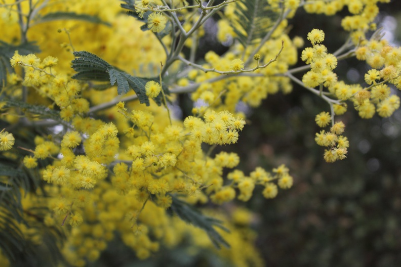 Fleurs de mimosa