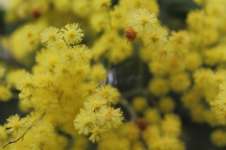 Fleurs de mimosa