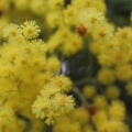 Fleurs de mimosa