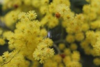 Fleurs de mimosa