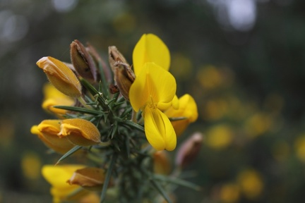 Genêt en fleur