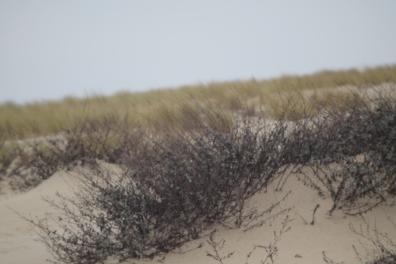 Dunes de la Plage de la Pointe du Cap-Ferret