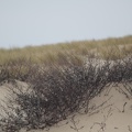Dunes de la Plage de la Pointe du Cap-Ferret