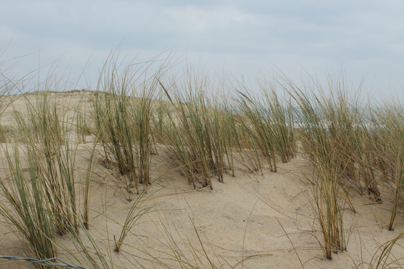 dune à la Pointe du Cap-Ferret - Cap-Ferret-2015-047.JPG Cap-Ferret-2015-047.JPG