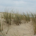 dune à la Pointe du Cap-Ferret
