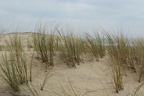dune à la Pointe du Cap-Ferret