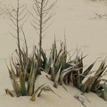 Sorte de yucca de dune