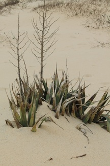 Sorte de yucca de dune